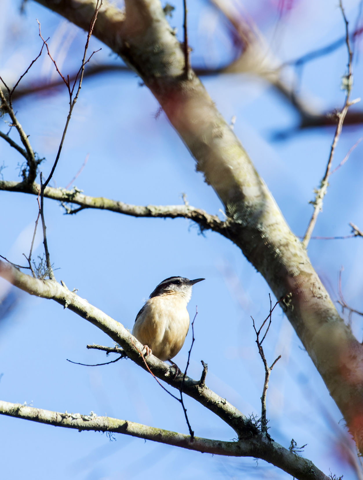 ACA.birdcount26.010619
